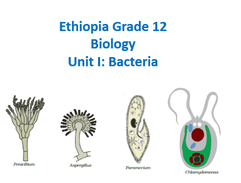 Ethiopia Grade 12 Biology Unit I Bacteria